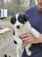 Border Collie Puppies for sale in Atwater, OH 44201, USA. price: $650