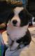 Border Collie Puppies for sale in ST AUG BEACH, FL 32084, USA. price: NA