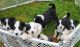 Border Collie Puppies for sale in 29920 154th Ave SE, Kent, WA 98042, USA. price: NA