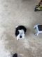 Border Collie Puppies for sale in Choctaw, OK 73020, USA. price: NA