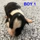 Border Collie Puppies for sale in Cumming, GA, USA. price: NA
