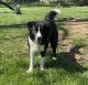 Border Collie Puppies for sale in Crestwood, KY 40014, USA. price: $400