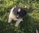 Border Collie Puppies for sale in Union Grove, NC 28689, USA. price: $150