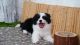 Border Collie Puppies for sale in 66 Summer St, Stamford, CT 06901, USA. price: NA