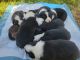 Border Collie Puppies for sale in North Hills, CA 91343, USA. price: NA