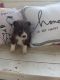 Border Collie Puppies for sale in Talco, TX 75487, USA. price: $500