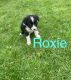 Border Collie Puppies for sale in Homerville, OH 44235, USA. price: NA