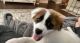 Border Collie Puppies for sale in Frisco, TX, USA. price: NA