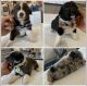 Border Collie Puppies for sale in Delano, CA, USA. price: $700