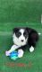 Border Collie Puppies for sale in Yuma, AZ, USA. price: $600