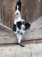 Border Collie Puppies for sale in Goodlettsville, TN 37072, USA. price: NA