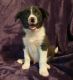 Border Collie Puppies for sale in OK-1, Oklahoma, USA. price: NA