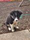 Border Collie Puppies for sale in Keizer, OR, USA. price: $400