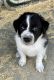 Border Collie Puppies for sale in Rapid City, SD, USA. price: $700