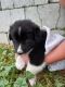 Border Collie Puppies for sale in Orrville, OH 44667, USA. price: NA
