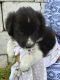 Border Collie Puppies for sale in Orrville, OH 44667, USA. price: NA