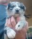 Border Collie Puppies for sale in Grants Pass, OR, USA. price: NA