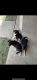 Border Collie Puppies for sale in Amarillo, TX, USA. price: NA