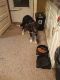 Border Collie Puppies for sale in Windham, OH, USA. price: $800