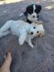 Border Collie Puppies for sale in North Scottsdale, Scottsdale, AZ, USA. price: $800