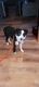 Border Collie Puppies for sale in Middleton, WI 53562, USA. price: NA