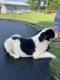 Border Collie Puppies for sale in Perkinston, MS 39573, USA. price: $30,000