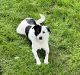 Border Collie Puppies for sale in Malvern, OH 44644, USA. price: $300