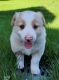 Border Collie Puppies for sale in Harlan, IA 51537, USA. price: $1,000