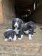 Border Collie Puppies for sale in Loomis, WA, USA. price: NA