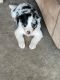 Border Collie Puppies for sale in Pocola, OK, USA. price: NA