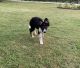 Border Collie Puppies for sale in Bethel Springs, TN 38315, USA. price: $200