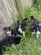 Border Collie Puppies for sale in Palm Bay, FL, USA. price: NA