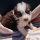 Border Collie Puppies for sale in Columbia, KY 42728, USA. price: $600