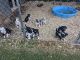 Border Collie Puppies for sale in 1767 5th Rd, Wakefield, KS 67487, USA. price: NA