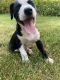 Border Collie Puppies for sale in Vernon Township, NJ, USA. price: $350