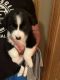 Border Collie Puppies for sale in Bennet, NE 68317, USA. price: NA