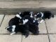 Border Collie Puppies for sale in Bethel Springs, TN 38315, USA. price: $500