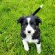 Border Collie Puppies for sale in Davenport, WA 99122, USA. price: $400