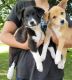 Border Collie Puppies for sale in Bonduel, WI 54107, USA. price: NA