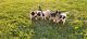 Border Collie Puppies for sale in IN-15, Silver Lake, IN, USA. price: $150