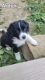 Border Collie Puppies for sale in Atwater, OH 44201, USA. price: $500