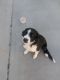 Border Collie Puppies for sale in Queen Creek, AZ, USA. price: NA