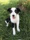 Border Collie Puppies for sale in Warrenton, VA, USA. price: $980