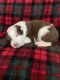 Border Collie Puppies for sale in Fairplay, MD 21733, USA. price: $1,250