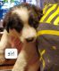 Border Collie Puppies for sale in King George, VA 22485, USA. price: NA