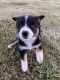 Border Collie Puppies for sale in Marlette, MI 48453, USA. price: $950