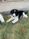 Border Collie Puppies for sale in Patterson, CA 95363, USA. price: $400