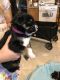 Border Collie Puppies for sale in Williams Rd, Windsor, NY 13865, USA. price: NA