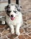 Border Collie Puppies for sale in New York New York Casino, Las Vegas, NV 89109, USA. price: NA