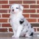 Border Collie Puppies for sale in New York, NY, USA. price: $200